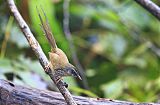 Hill Prinia